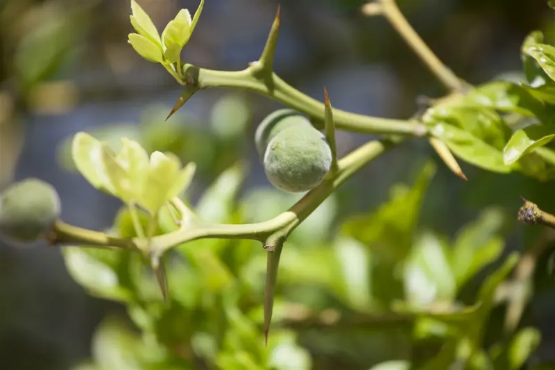 Poncirus trifoliata 60- 80   C10 - afbeelding 2