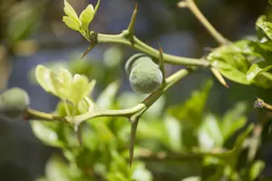 Poncirus trifoliata 60- 80   C10 - afbeelding 2