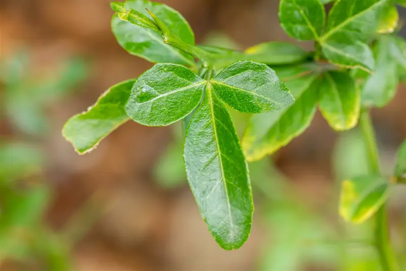 Poncirus trifoliata 60- 80   C10 - afbeelding 4