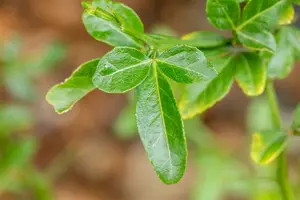 Poncirus trifoliata 60- 80   C10 - afbeelding 4