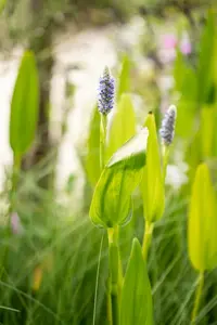 Pontederia cord. 'White Pike' ( 'alba') P9 - afbeelding 4