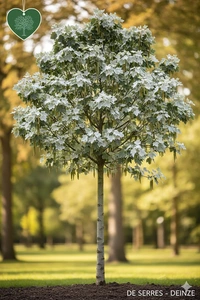 Populus alba 'Nivea' 6/ 8 (HO)
