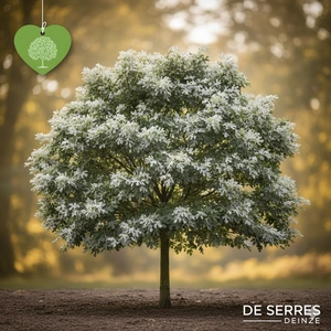 Populus alba 'Nivea'  (90-120)