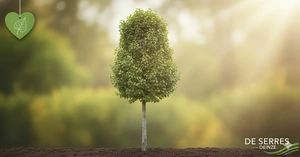 Populus canadensis 'Robusta' 6/ 8 (HO)