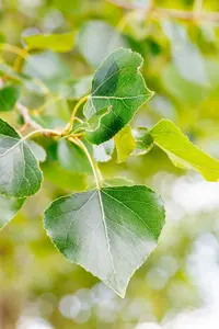 Populus nigra 10/12 HO BW - afbeelding 4