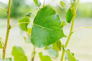 Populus nigra 14/16 HO DKL - afbeelding 5