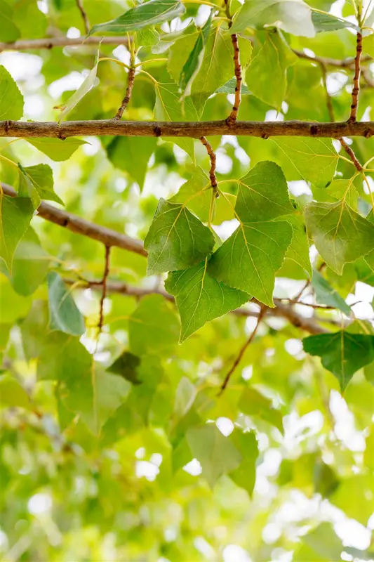 Populus nigra 6/ 8 HO BW - afbeelding 2