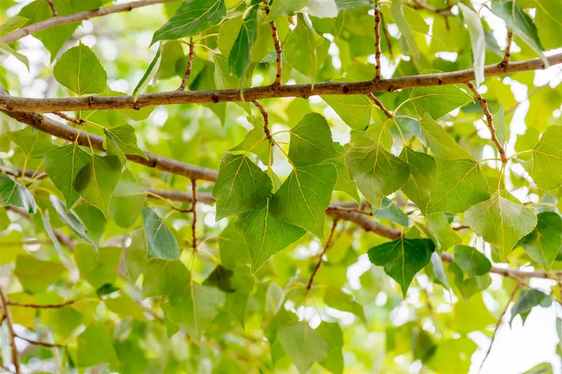 Populus nigra 6/ 8 HO BW - afbeelding 1
