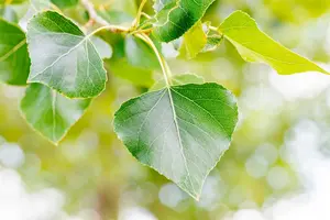 Populus nigra 6/ 8 HO BW - afbeelding 3