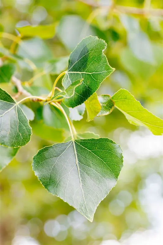 Populus nigra 8/10 HO BW - afbeelding 4