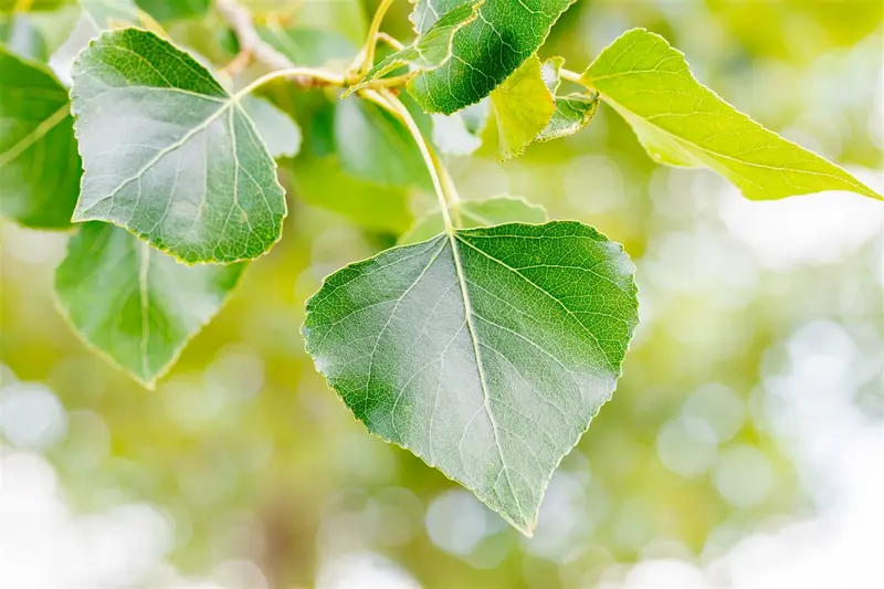 Populus nigra 8/10 HO BW - afbeelding 3