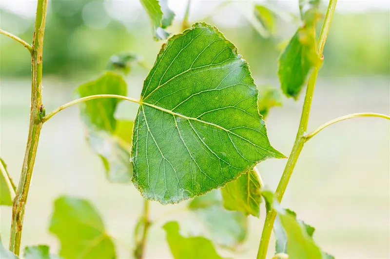 Populus nigra 8/10 HO BW - afbeelding 5