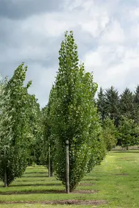 populus trem. 'erecta' 14/16 C