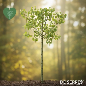 Populus tremula 12/14 C (HO)