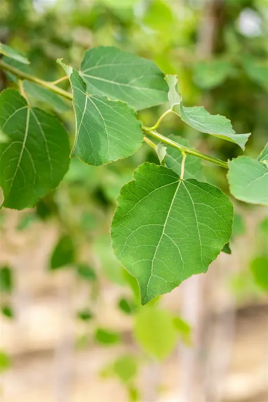 Populus tremula 150-175   BW - afbeelding 2