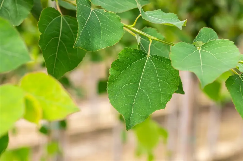 Populus tremula 175-200 BW - afbeelding 1