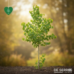 Populus tremula  (80-100)