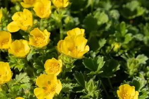 Potentilla argentea P9