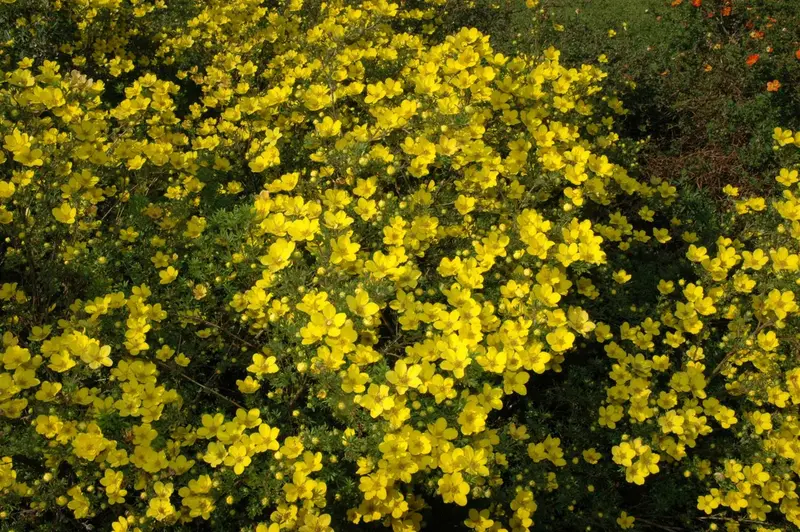 aurea - afbeelding 2