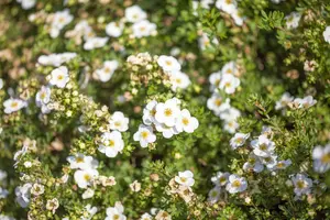 Abbotswood - afbeelding 5