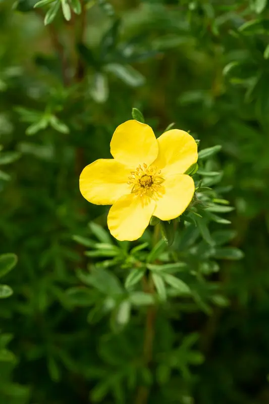 Potentilla frut. 'Goldfinger' 25- 30   C3 - afbeelding 2