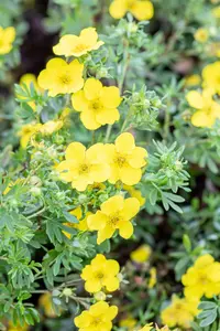 Potentilla frut. 'Goldfinger' 25- 30   C3 - afbeelding 5