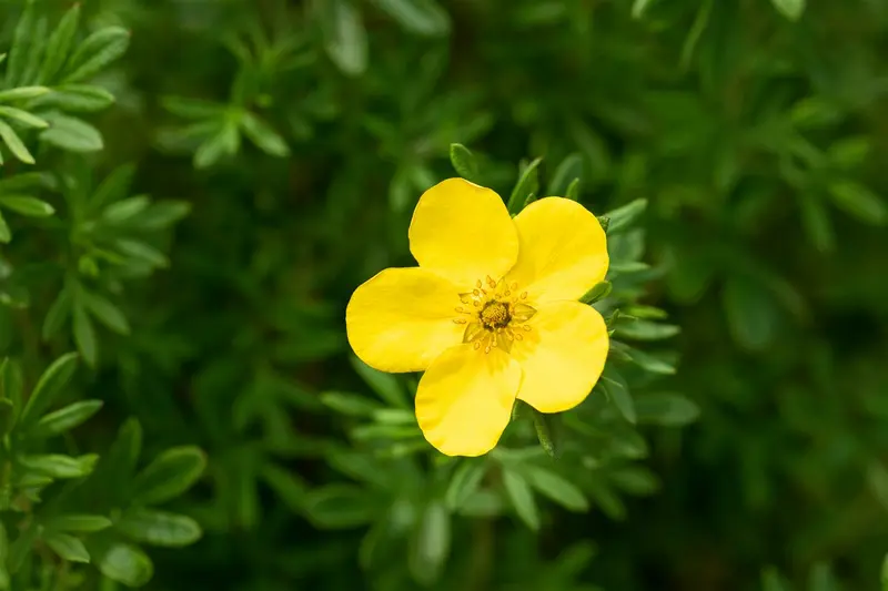 Potentilla frut. 'Goldfinger' 25- 30   C3 - afbeelding 1