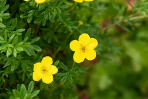 Potentilla frut. 'Goldfinger' 25- 30   C3 - afbeelding 3