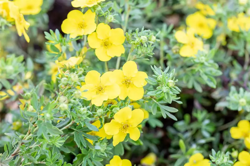 Potentilla frut. 'Goldfinger' 25- 30   C3 - afbeelding 4