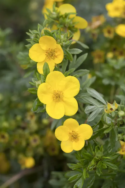 potentilla frut. 'kobold' (25- 30cm) - afbeelding 1
