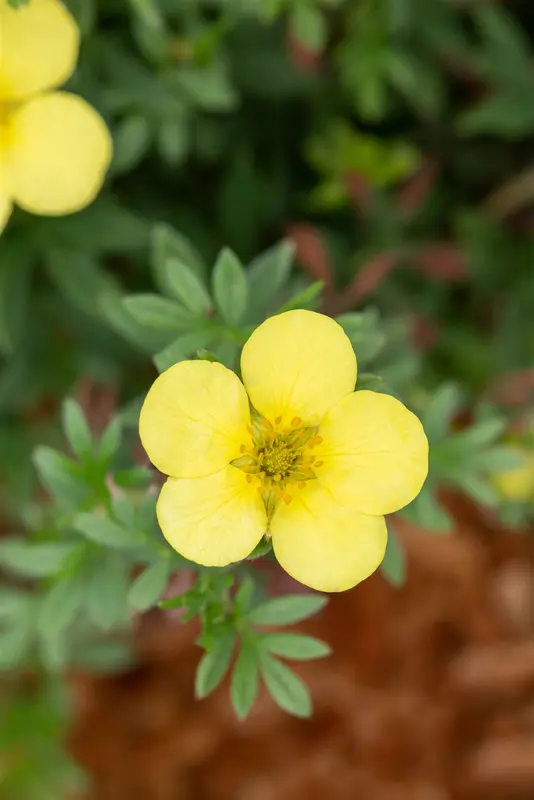potentilla frut. 'kobold' (25- 30cm) - afbeelding 5