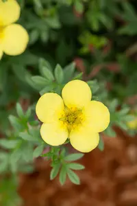 potentilla frut. 'kobold' (25- 30cm) - afbeelding 5