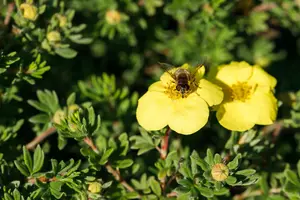 potentilla frut. 'kobold' (25- 30cm) - afbeelding 2