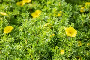 potentilla frut. 'kobold' (25- 30cm) - afbeelding 3