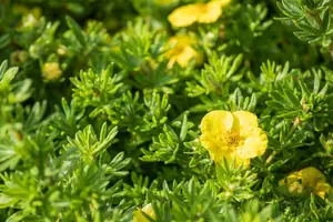 potentilla frut. 'kobold' (25- 30cm) - afbeelding 4