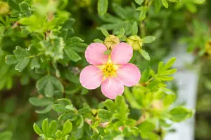 Lovely Pink - afbeelding 5