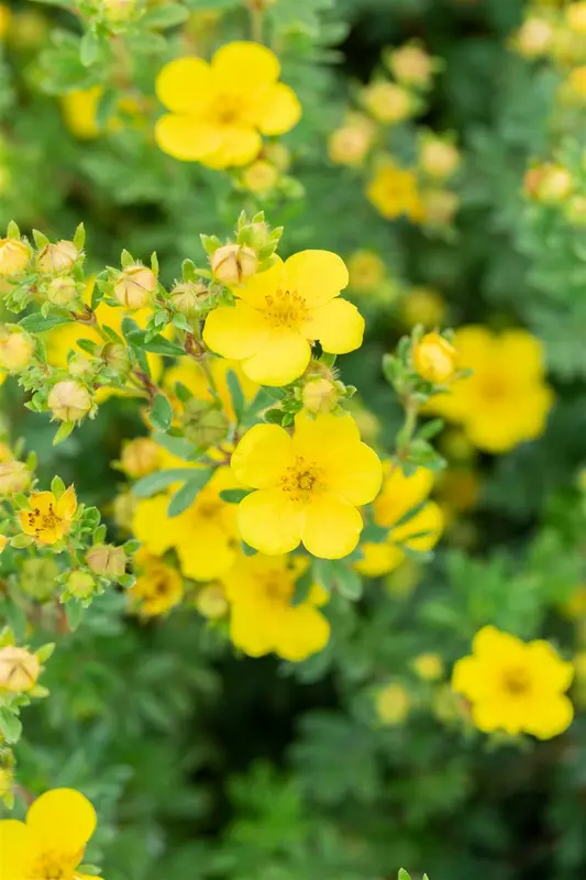 Potentilla frut. 'Mont d'or' P9 - afbeelding 4