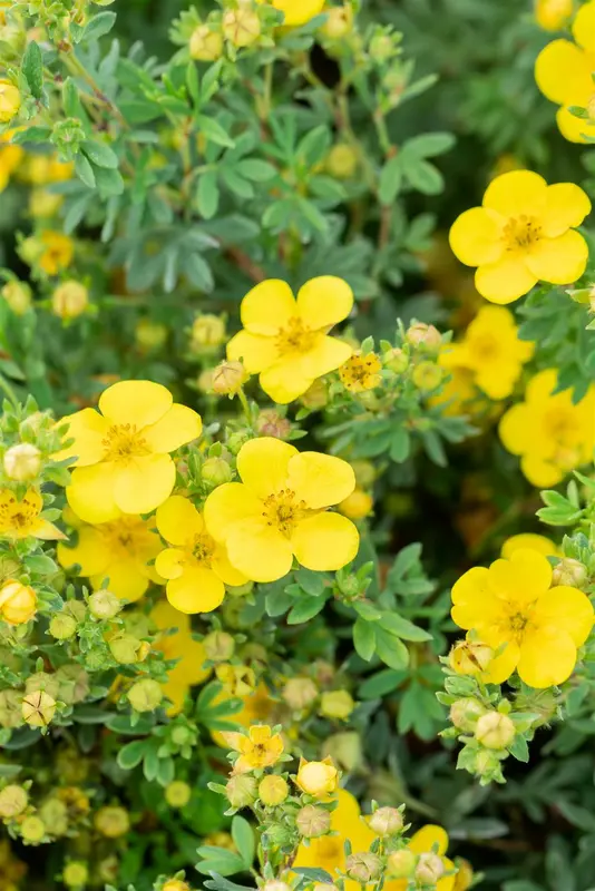 Potentilla frut. 'Mont d'or' P9 - afbeelding 3
