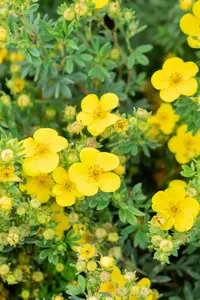 Potentilla frut. 'Mont d'or' P9 - afbeelding 3