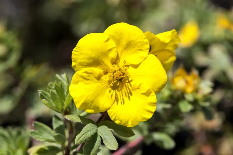Potentilla frut. 'Mont d'or' P9 - afbeelding 1