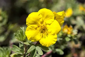 Potentilla frut. 'Mont d'or' P9 - afbeelding 1