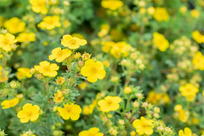 Potentilla frut. 'Mont d'or' P9 - afbeelding 2