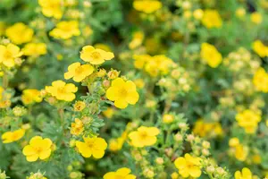 Potentilla frut. 'Mont d'or' P9 - afbeelding 2