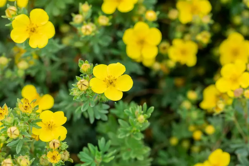 Potentilla frut. 'Mont d'or' P9 - afbeelding 5