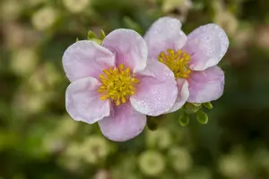Potentilla frut. 'Princess' ('p. queen/blink') 25- 30 C3