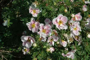 Potentilla frut. 'Princess' ('p. queen/blink') 25- 30   C3 - afbeelding 2