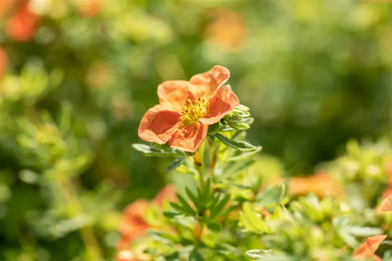 Potentilla frut. 'Red Ace' 25- 30   C3 - afbeelding 3