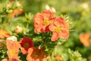 Potentilla frut. 'Red Ace' 25- 30   C3 - afbeelding 5