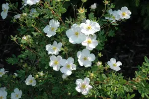 Tilford Cream