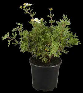 potentilla fruticosa (30- 40cm) - afbeelding 3
